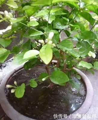 阶段|茉莉花“虚弱”的3个阶段！不能晒！越晒越傻