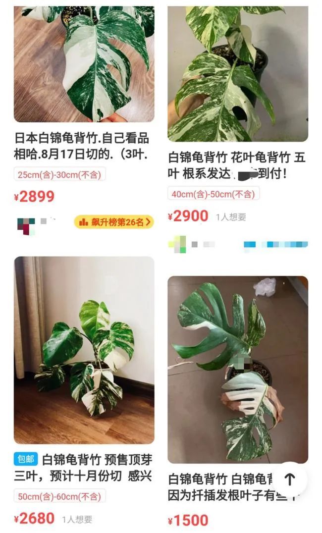 1片叶子10000元！这种植物突然火了