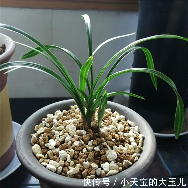 5个兰花浇水小技巧,防根腐,催根壮,简单实用,一学就会