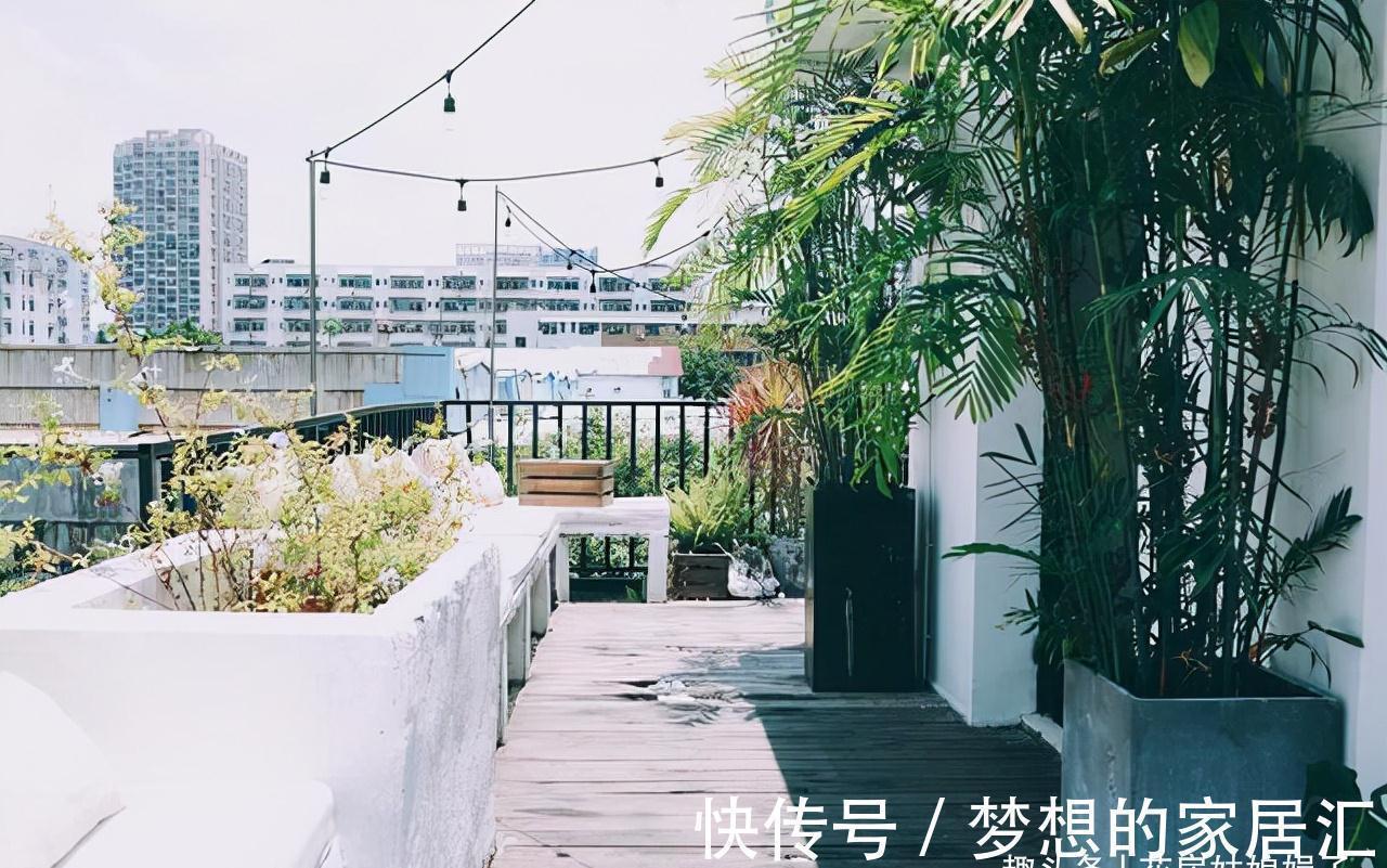 佛肚竹|没有院子也能养好竹子,这几种竹子可以做成盆景养在室内