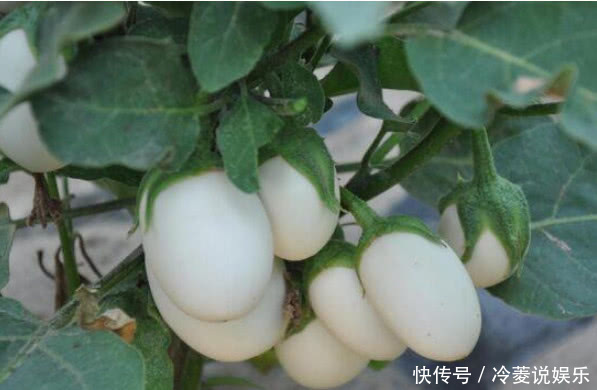 “5种菜”种阳台,漂亮又好养,吃了一茬又一茬,夏天不用出门买