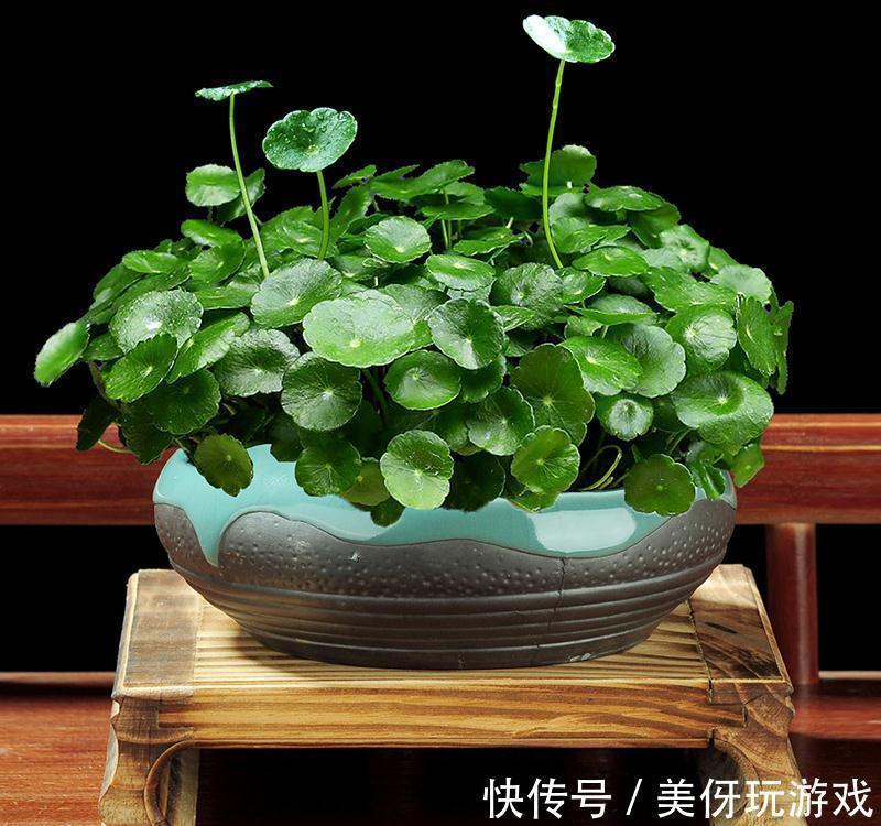 叶片|9种养不死的花,绿萝只能排最后,再养不活就剁手吧