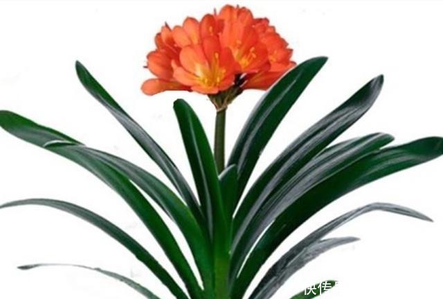 君子兰|一直不生长、不开花的君子兰，他只用了两点，当年就开花几十朵！