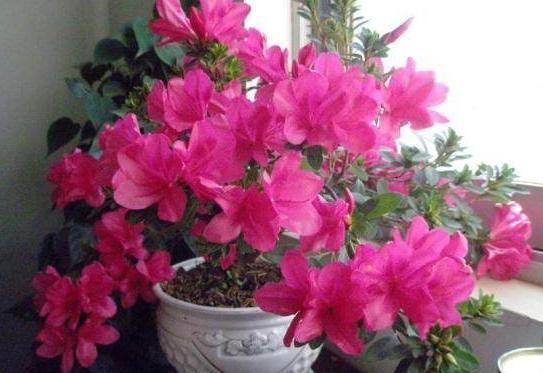 杜鹃花不生长,及时喂点“料”,新芽花苞“蹭蹭冒”,一次开爆花