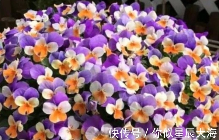 4种花养家里,空气1级棒,吸甲醛、杀病菌,还有助于睡眠!