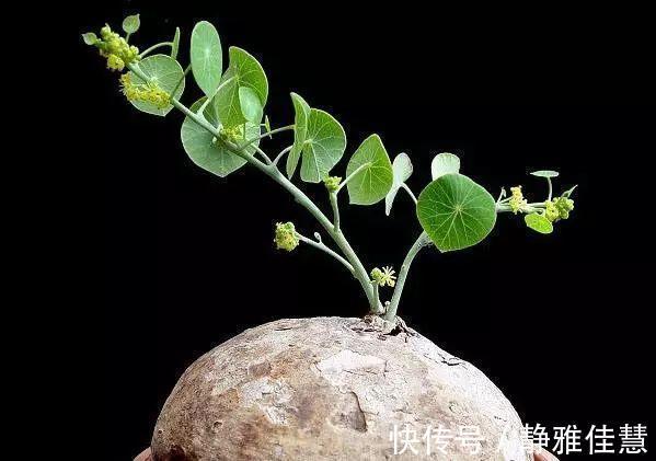 大肚子|6种耐旱花,“大肚子”里面都是水,一个月不浇也没事!