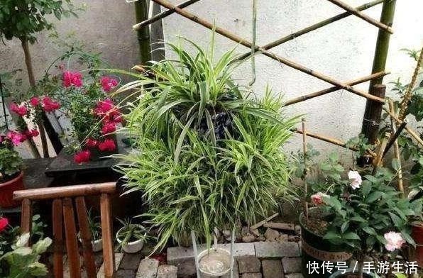 植物|养花需“氮磷钾肥”怎么办别再花钱买了，上厨房找找全都有了！