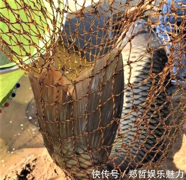 雾化|别人用玉米钓鱼收获满满,你用玉米钓鱼空军,原来这些细节没注意