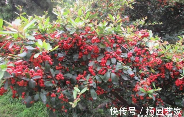 果实|家里种棵“吉祥果”,好看能吃价值多,还能养成精美盆景