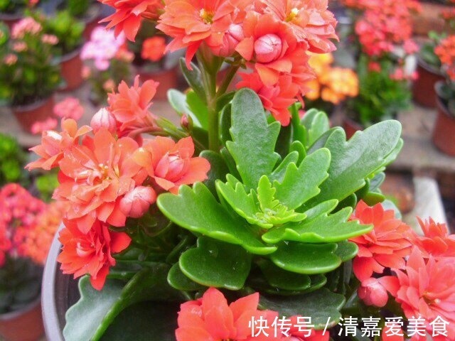 火火|过年之前,给家里养上6种花,花朵红红火火、寓意美好