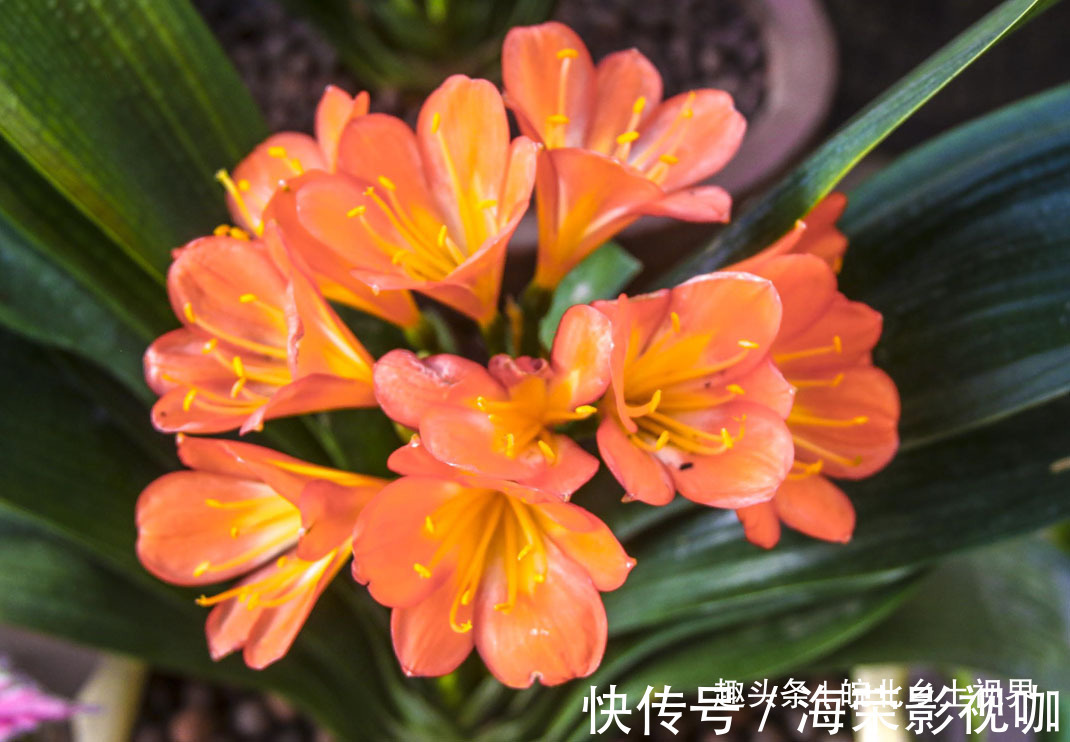 花卉|安徽淮北花卉市场,众多市民购买鲜花,看看你喜欢什么花卉