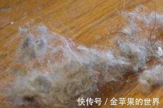 屋里两三天没有打扫就会出现很多“毛毛”，这是怎么一回事！