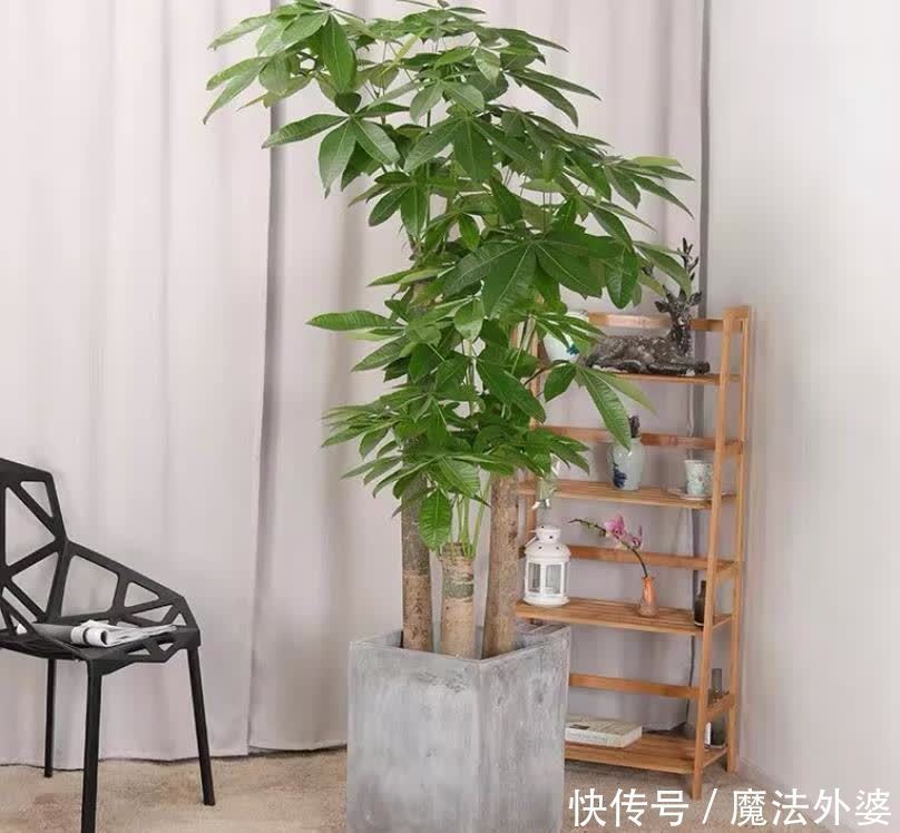 从前不懂:室内养花,选些有寓意的花卉才好