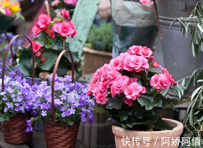 花卉|食醋是花卉的保护剂,杀菌消毒又抗病,叶绿花多还茂盛