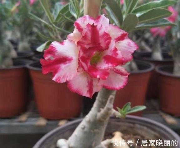 现在养沙漠玫瑰,耍点小手段,开花一波接一波,轻松开爆盆