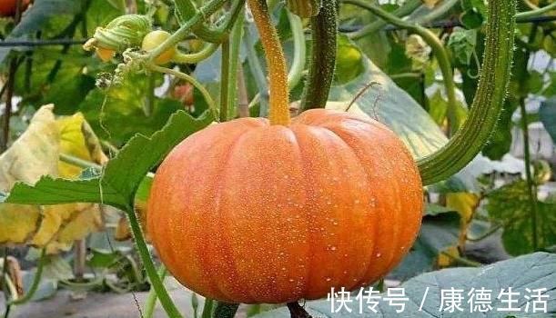 南瓜营养丰富价值高，以下两种人最好不要吃，赶紧来了解一下