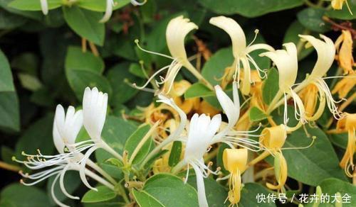 养花|人养花,花也养人,5种漂亮花,健康长寿又省心,是盆栽佳品!