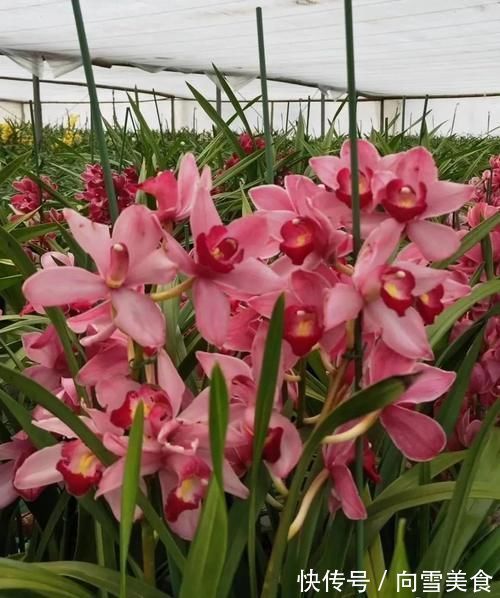 大花蕙兰养殖方法,秘诀不过4点,新手兰友可参考