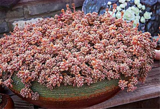 多肉中的“爆盆之王”,养护掌握6要点,叶子饱满,长成粉色瀑布