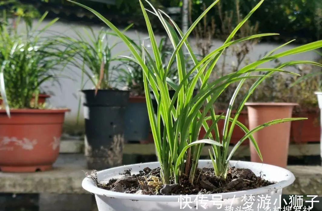 这样的兰花,还能恢复生机?兰友都不敢相信了