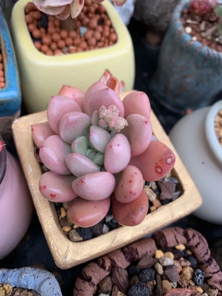 半年时间,多肉从3盆发展到600盆,入坑切莫太心急!