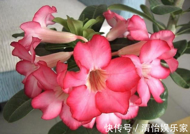 仙人掌|“3种花”最适合懒人养,1个月不浇水,越长越旺,开出漂亮的花朵