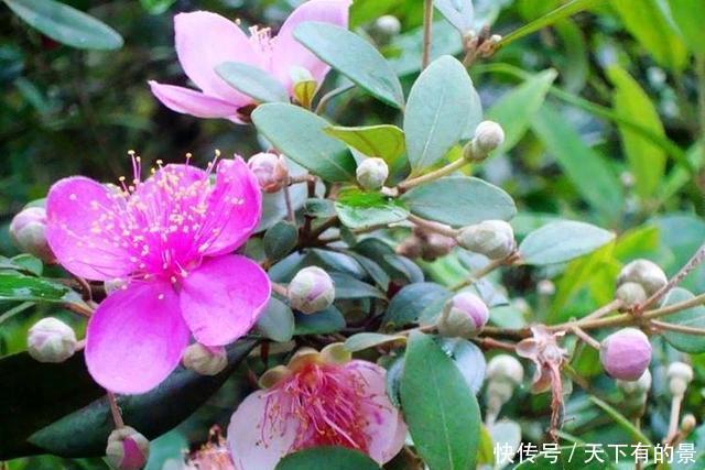 捻子|山中一种野果,人称“山捻子”,一点不起眼却价值高