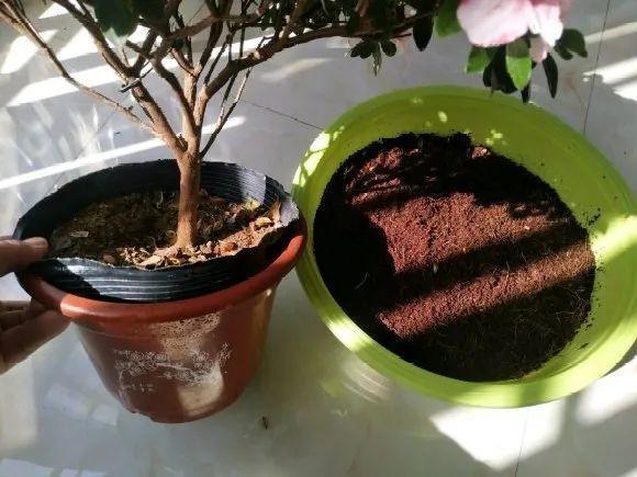 蟹爪兰|长寿花换盆，切忌越换越大，一直用小盆养才好！