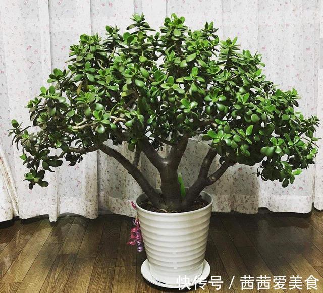 盆栽|客厅有树,十有九富!6种“富贵树”,贵气好养,旺家又吉利