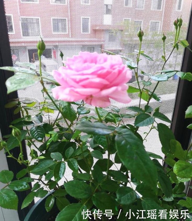 盆长|月季换盆长不好?注意2步骤,长得超健康