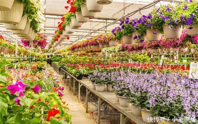 开花|盆栽花卉长得慢不开花,师傅教我两个方法,既科学又实用