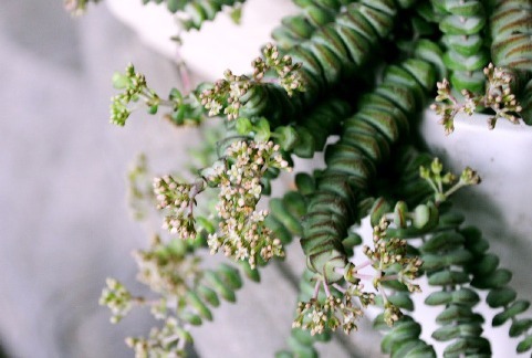 养护“招财”多肉钱串子，掌握好技巧，枝叶完美，株型紧凑