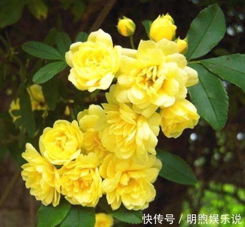 左邻右舍|院子再小，也要养棵它，2年长一片，开花特别美，左邻右舍都说香