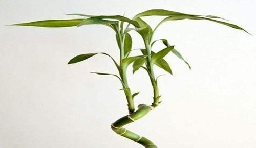 单数|富贵竹养几根才最好养单数还是双数有讲究越养越招财
