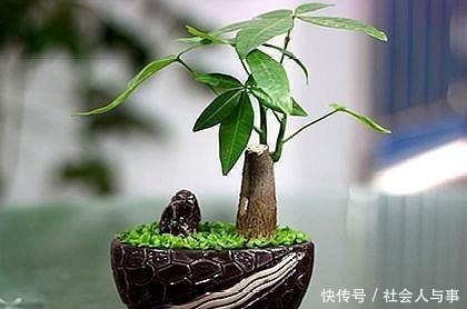 这5种花很适合4月养,花期长,好活还耐旱,现在养夏天正好赏!