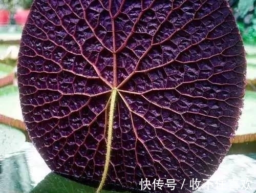 植物|神“造”般的植物奇景,仿佛画作精品,小编已深深着迷!