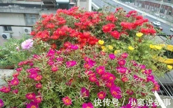 金枝玉叶不能长太高,越矮越值钱,一长高就砍!