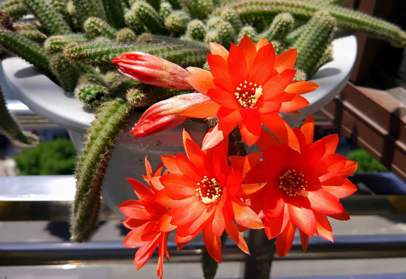 白檀怎么养?做好几点,每年都开出火红火红的花