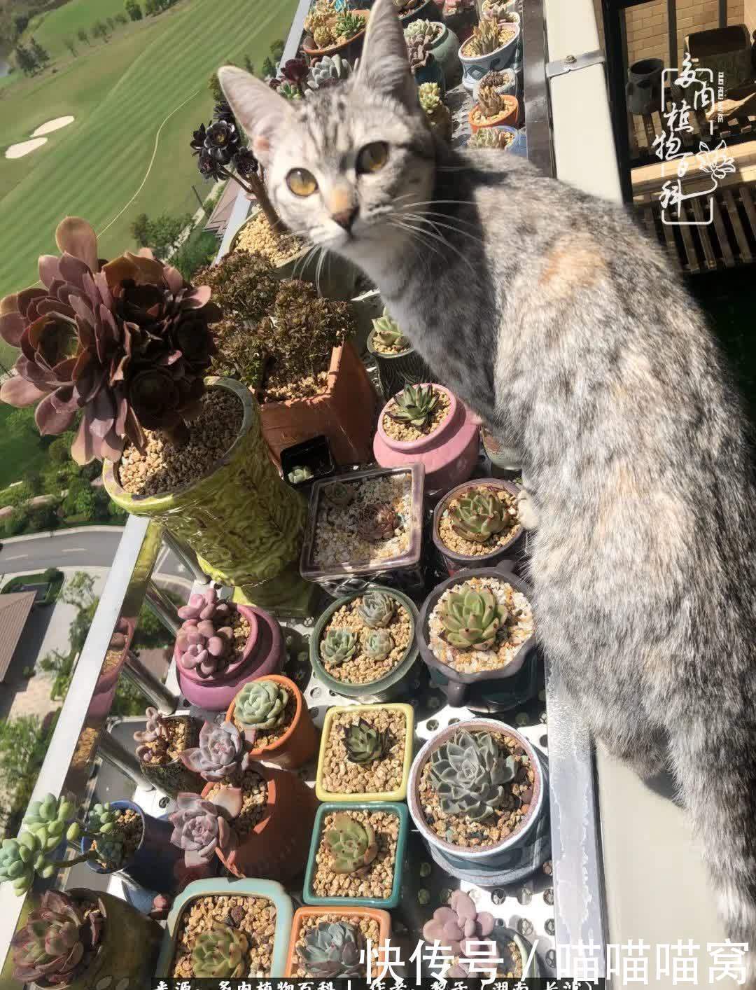 最温暖不过人间烟火,来自逆挂区的多肉!