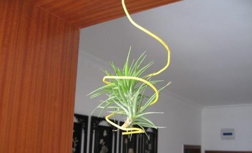 适合养在家里的“懒人植物”,新手、忙人、懒人都能轻松养爆盆