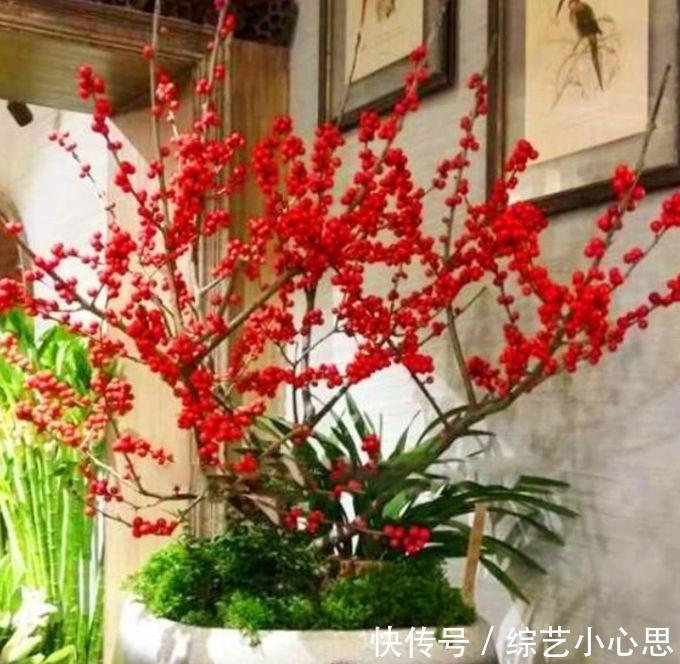 春天就养此款植物，好养易打理，清新脱俗，懒人最爱