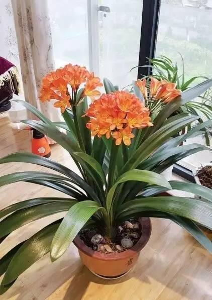 君子兰有时候也需要贱养的,这样才能长的茂盛、年年开花!