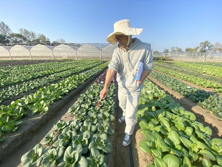 育种|青菜你爱吃菜梗，还是菜叶？默默成长20年，青菜界“紫霞仙子”揭开神秘面纱