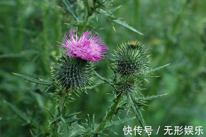 大蓟|农村常见的一种野草，曾经被农民当做杂草除掉，竟是名贵的药材