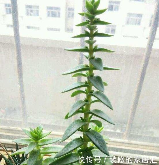 只需要一个简单的动作，就能让你徒长了的多肉变美，变胖