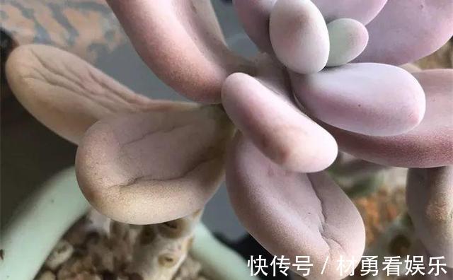 病虫害|进入夏季，“多肉党”做好这3步，防止多肉“穿裙子”，一学就会