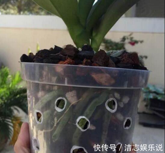 养护|烂根的蝴蝶兰别扔,学会这么做,猛窜花枝,年年都开花