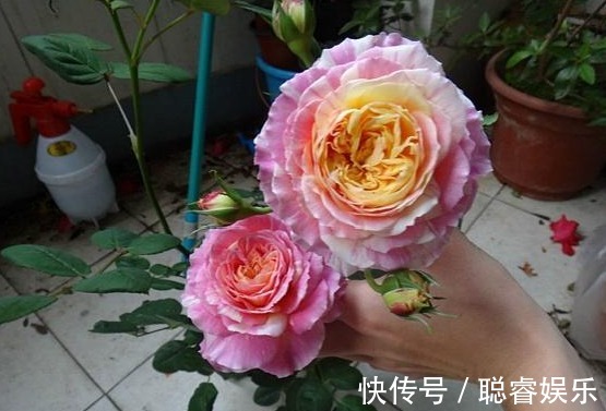 3种月季花,耐热又抗病,夏季湿热的地方也可以养,开花多还漂亮