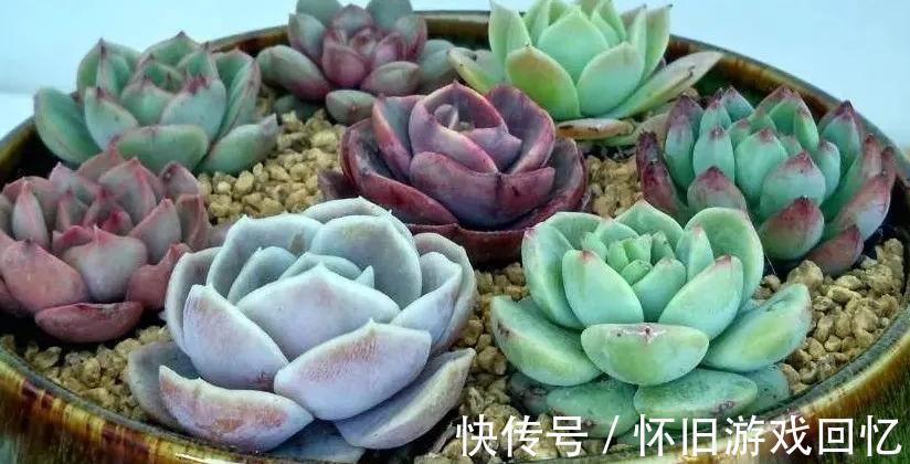 结板|如何判断服盆,什么多肉好养