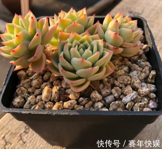 学会判断多肉植物土壤的干湿程度,多肉不娇嫩,养10年不烂根